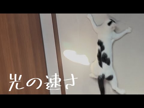 猫vs.光、逃げる光に必死に喰らいつくミルねーさんが可愛すぎる。