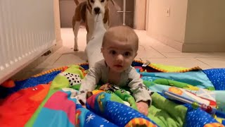 FUNNY BEAGLE COMPILATION Ft.Louie \& Marie The beagles