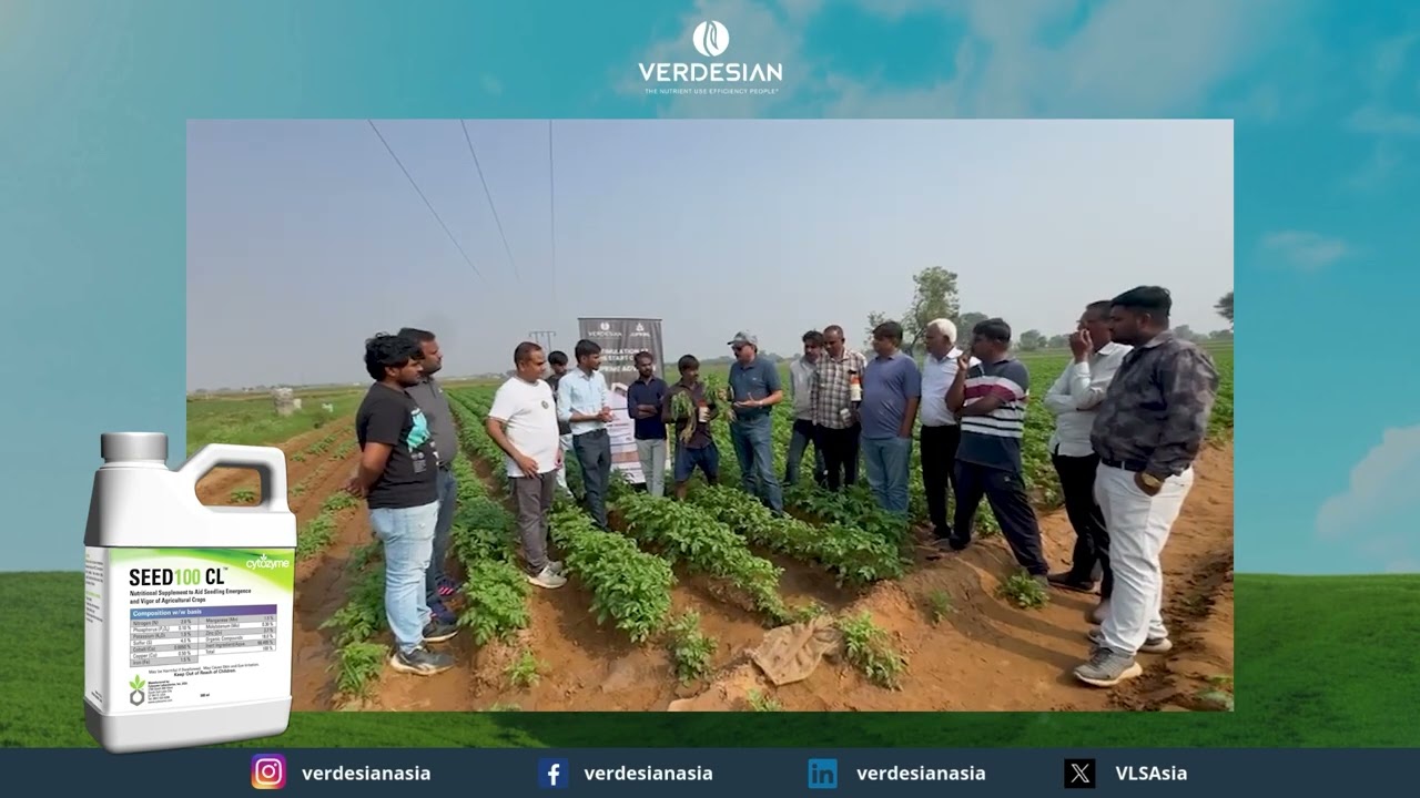 Visible Impact on Potato Crop with Seed 100 CL & Horti Crop 🥔