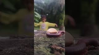 Giant Millipede Comes Rolling Onions