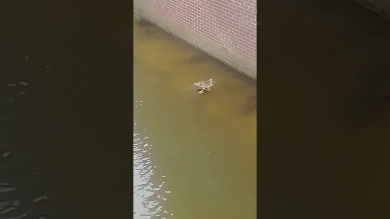 Swans, Coot and little Ducks!