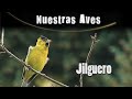 JILGUERO  - Serie Nuestras Aves