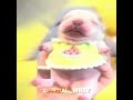 PIBBLE