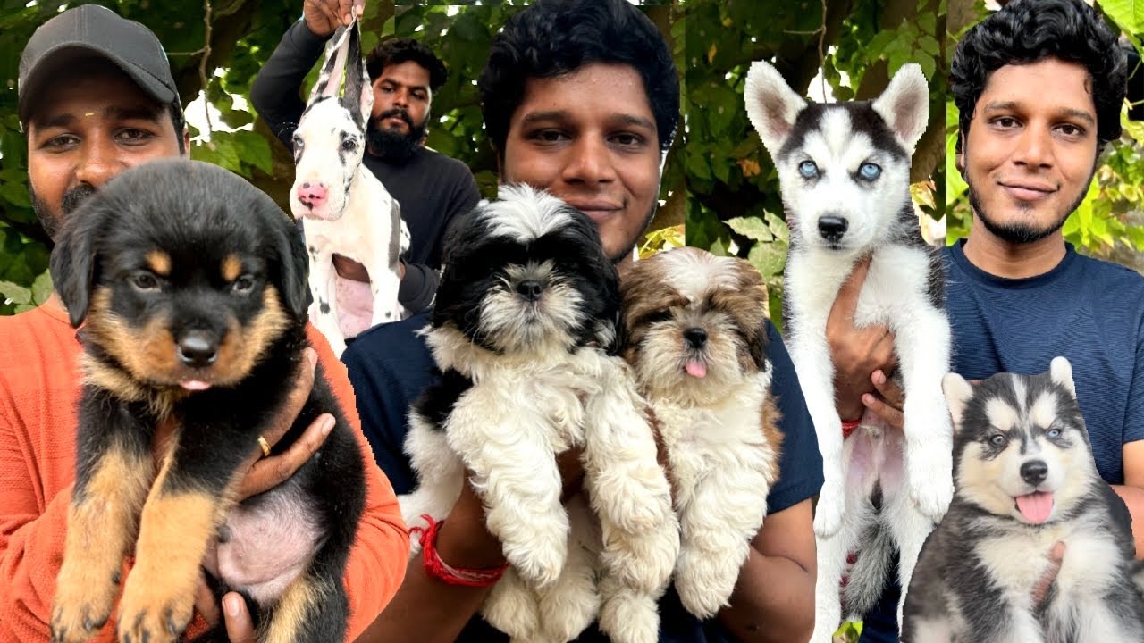 Boardway Pets Market | Chennai Cheapest pet market | Dogs | Birds ...