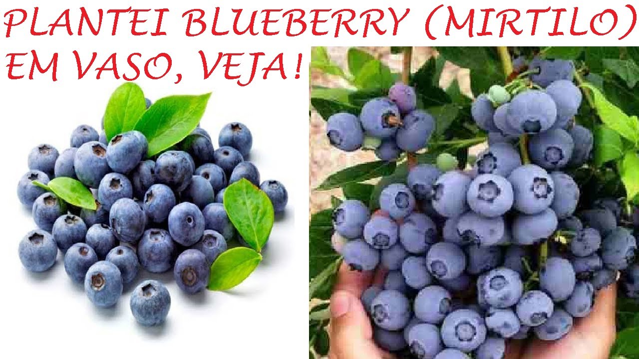Plantei Mirtilo blueberry em vasos, veja como! - YouTube