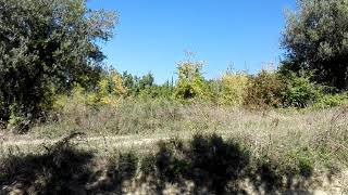 Caccia Al Cinghiale Con Jagd Terrier