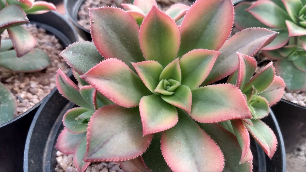Aeonium KIWI