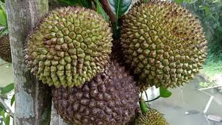 Rahasia Pohon Nangka Berbuah Lebat #nangka #cempedak #jakfruit