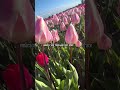 Tulips 🌷 #shortvideo #lifeisbutadream #travel #flowers #netherlands #tulip #foryou