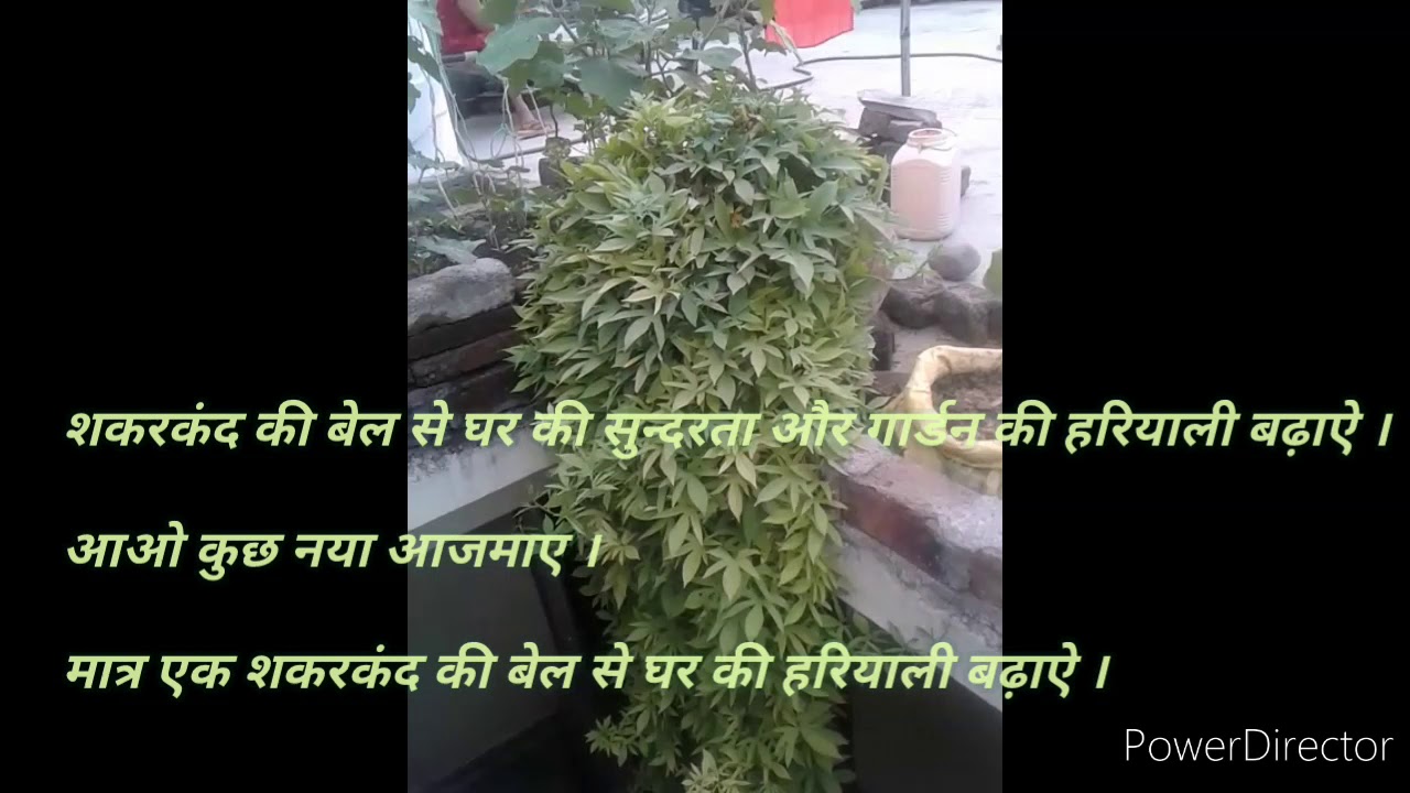 YouTube에서 Gardening, work at home with sweet potato 보기 YouTube에서 Gardening, work at home with sweet potato 보기