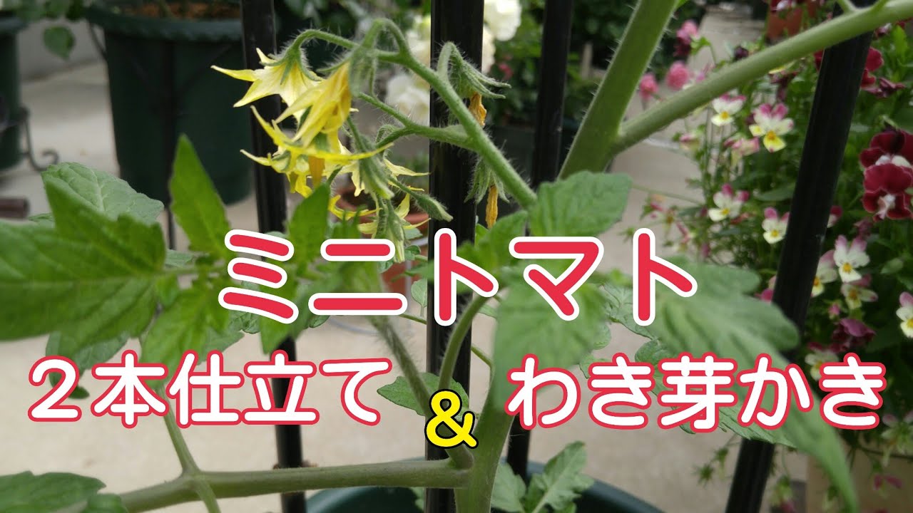 家庭菜園ミニトマト ２本仕立てとわき芽かき Youtube