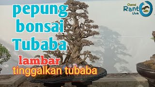 Pepung Bonsai Tubaba Lambar Tinggalkan Pepung Bonsai Tubaba