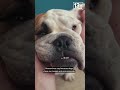 Study finds dog dementia mirrors Alzheimer's in humans