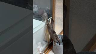 Otter Couple in an Uproar Over a Room Split😂😂 #shorts #aty #otter #WaterSausage