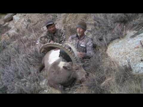 Have You Ever Seen an Ibex Sheep THIS BIG?!