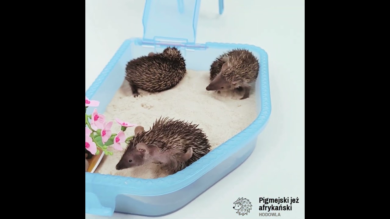 Kąpiel piaskowa maluszków - tenreki kąpią się w piasku