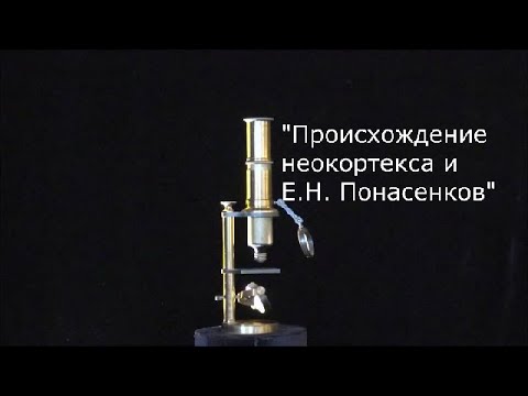 С.В. Савельев - Первая Научная История Эволюции Неокортекса