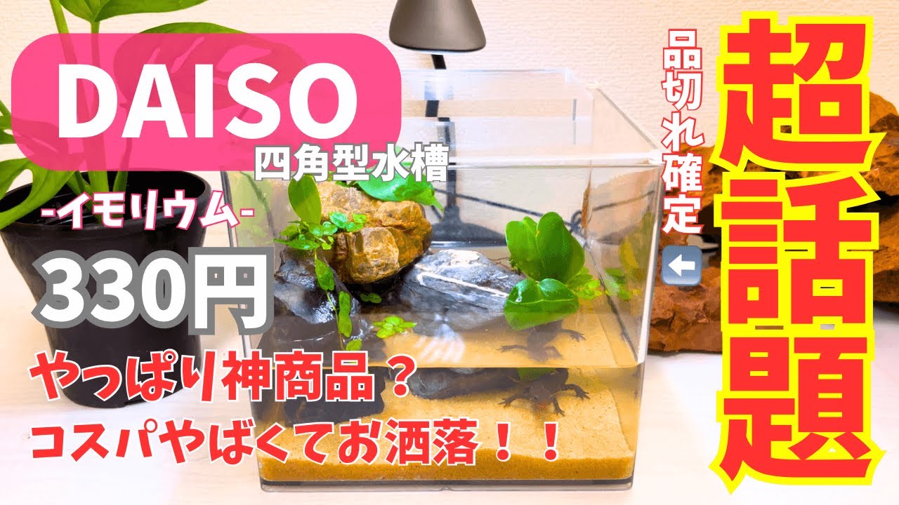 【お洒落イモリウム】DAISO水槽がやっぱり最高すぎる