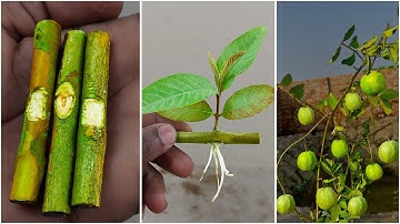 Smart Way on How To Grow Guava Tree Cutting 100% Success