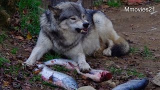 Wolves 魚を守るショウ~秋の特別メニューで鮭をもらったシンリンオオカミ
