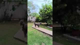 Pretty Little Luilovely Puppy shortsfeed dogowner animallife puppies