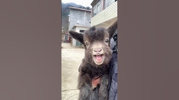Funny goat #funnyshorts #animals #funny #funnyvideo #fyp #usa #funnyshorts #cute #goat