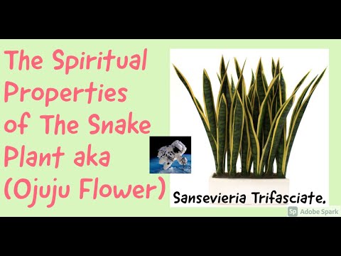 The Spiritual Properties of The Snake Plant aka Ojuju Flower Sansevieria Trifasciate