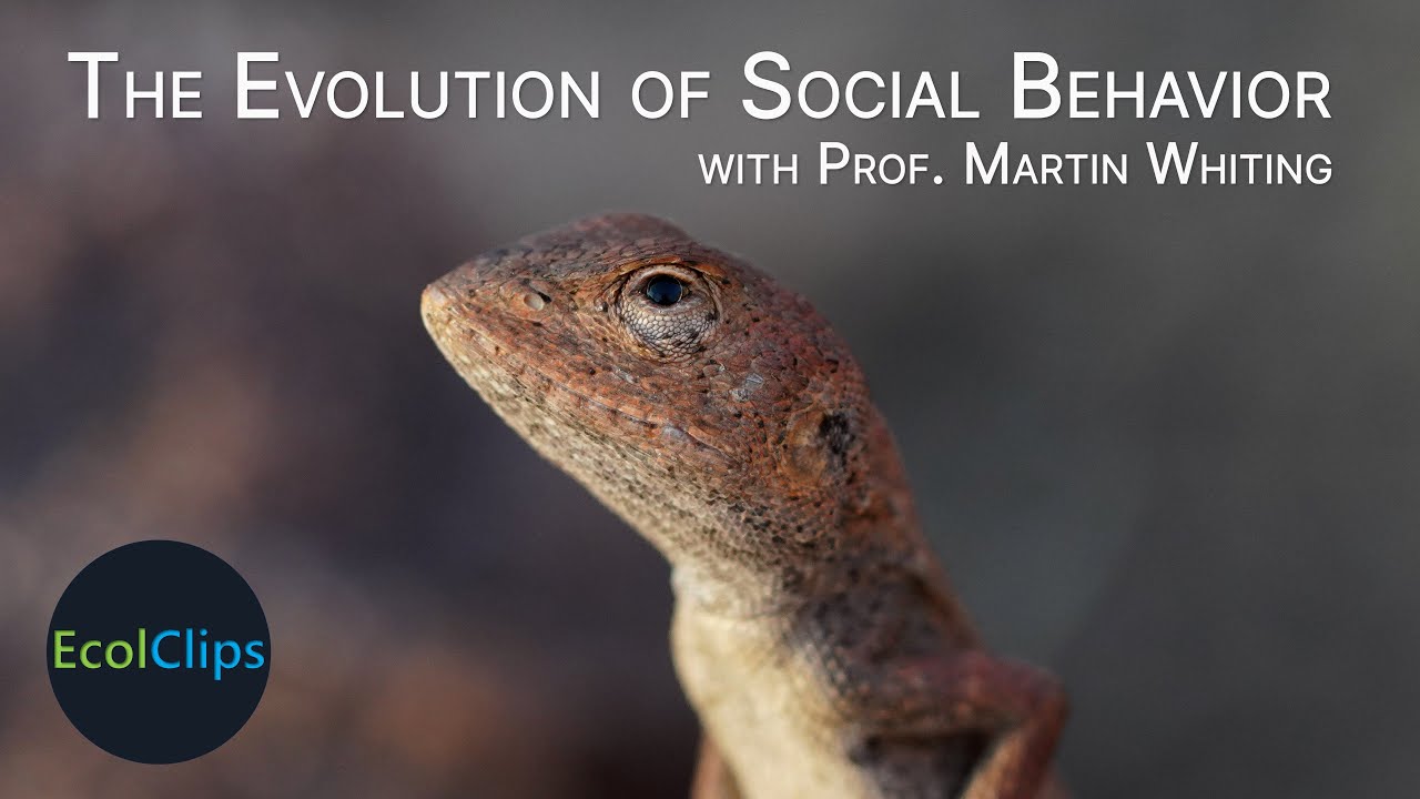 The Evolution of Social Behavior with Prof. Martin Whiting | EcolClips