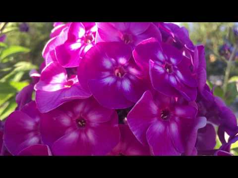 Biene Blume bestäuben - Biene Bestäubt Blumen
