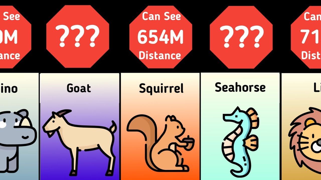 Comparison:- Animals How Much Distance Can See(Meters) - YouTube