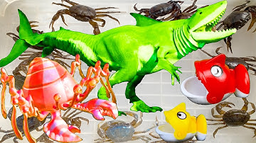 Kem Ốc Chanel và khủng long cá mập bắt ốc mượn hồn, cứu con cua, cua xanh, con vịt, con mèo, con dê.