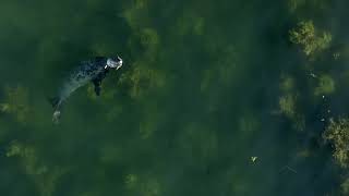 Grey Seals at Manomet Point