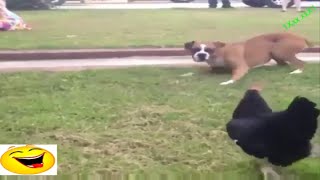 Funny Animals - 2016, Animales divertidos.Забавные животные 2016 - смешные животное Funny Animals - 2016, Animales divertidos.Забавные животные 2016 - смешные животное
