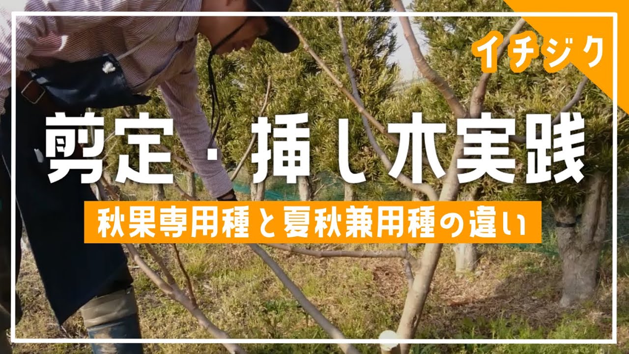 イチジクの剪定 秋果専用種と夏秋兼用種の違い 挿し木も実践 Youtube