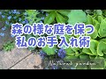 森庭を美しく保つ秘訣🌿5月にやっておく庭仕事紹介【カラーリーフの増やし方】