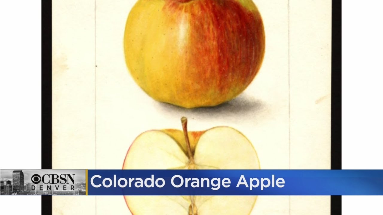 2 Coloradans' 20-Year Search For Extinct Fruit -- The Colorado