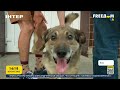 Киевский приют заботится о брошенных животных | FREEДОМ - UATV Channel
