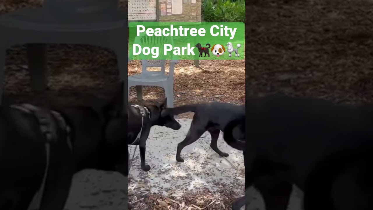 Come Explore The Best Dog Park In Peachtree City! 