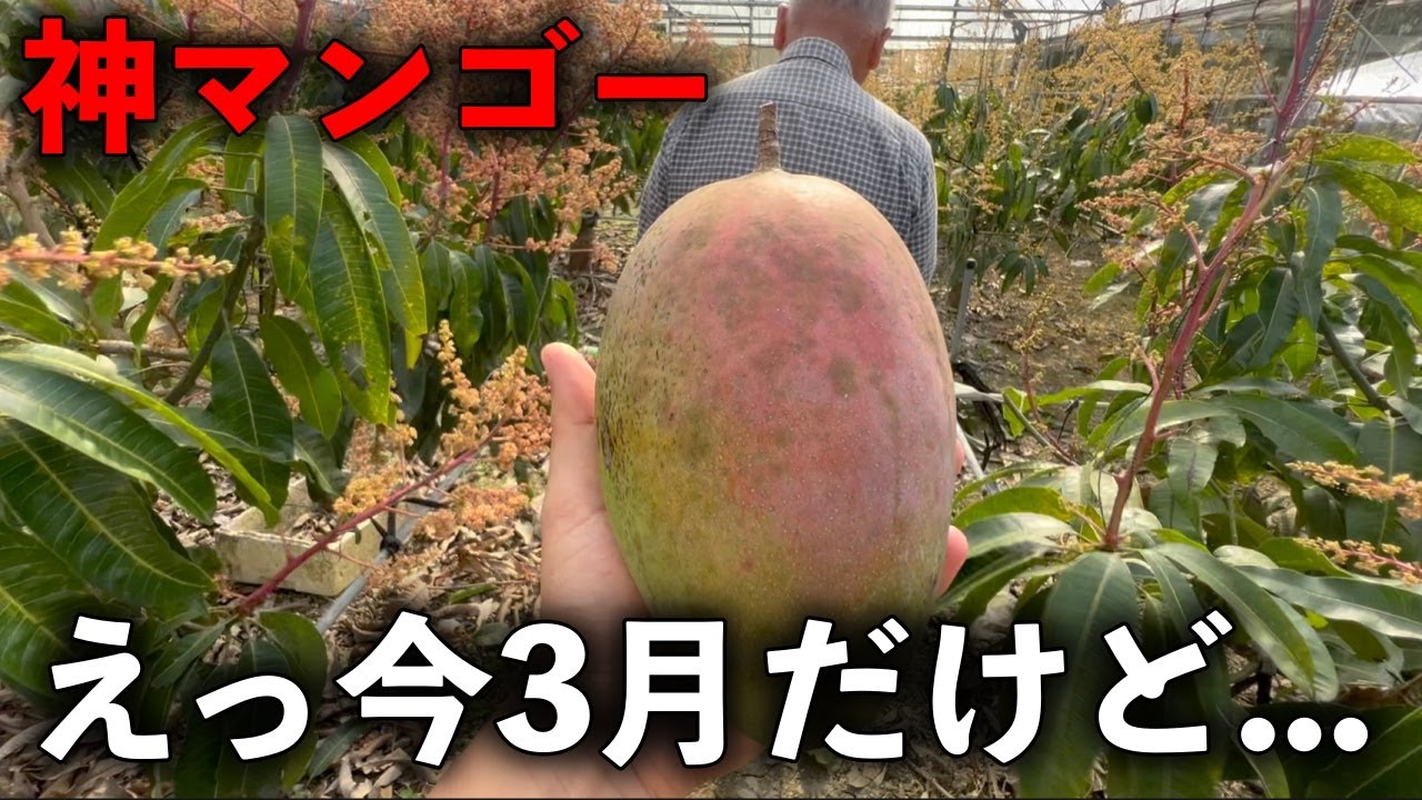 Kaneshiro's Divine Mango] What does the mysterious mango picked in