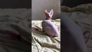 Beautiful Sphynx kittenFemale #shorts #kitten #sphynx #сфинкс