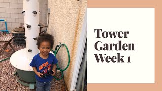 TOWER GARDEN DIARY // WEEK 1