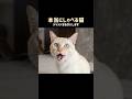 本当にしゃべる猫※ジャッジお願いします