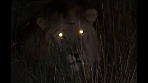 ¿Cómo ven los leones por la noche?