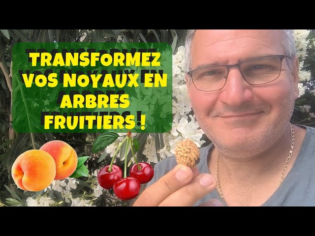 Comment faire pousser un cerisier à partir de noyaux de cerises?🍒 How to  grow a cherry tree? 