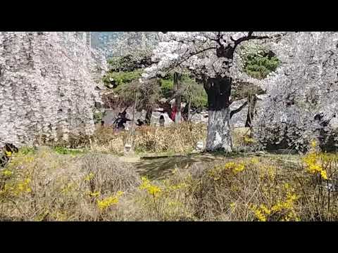spring outing 봄나들이