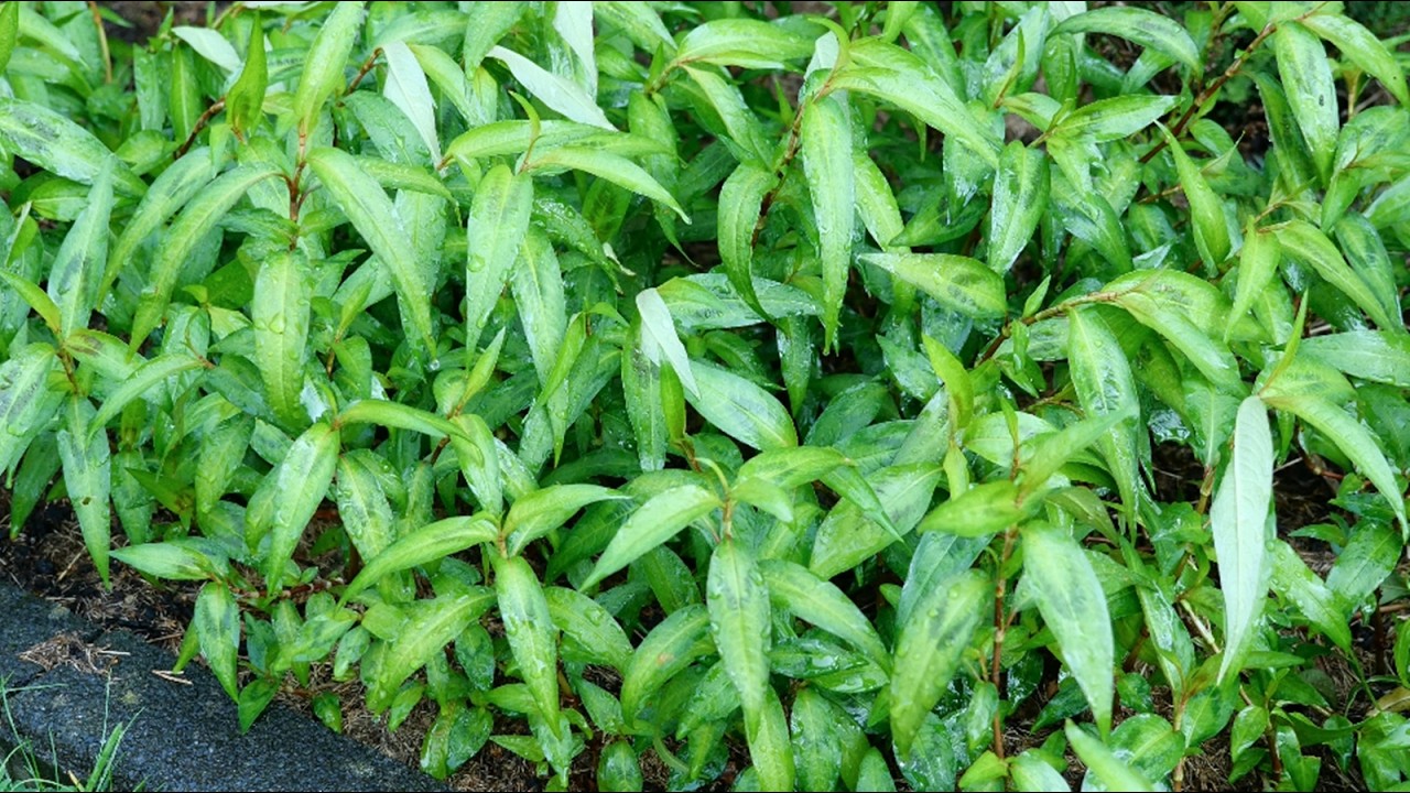 Cách Trồng Rau Răm 1 Lần Để Ăn Từ Năm Này Qua Năm Khác, Cách Giữ Gốc Rau Qua Mùa Đông by Vanh Khuyen