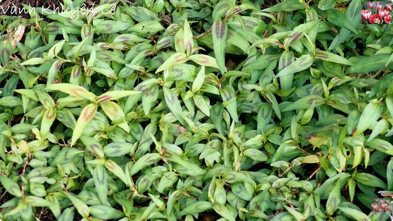Cách Trồng Rau Răm 1 Lần Để Ăn Từ Năm Này Qua Năm Khác, Cách Giữ Gốc ...