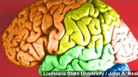 Being Bilingual May Be The Secret To Delaying Brain Ageing