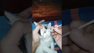 A Little Eye Care for My Tiny Baby 🤍 #kittenlove #blindcat #gentlecare #cozykitten #catlovers A Little Eye Care for My Tiny Baby 🤍 #kittenlove #blindcat #gentlecare #cozykitten #catlovers