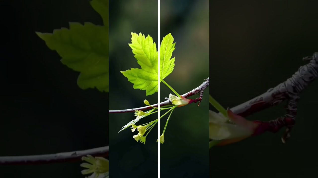 photoroom editing tricks 😍